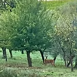 La Collina Dei Sapori Apartamento